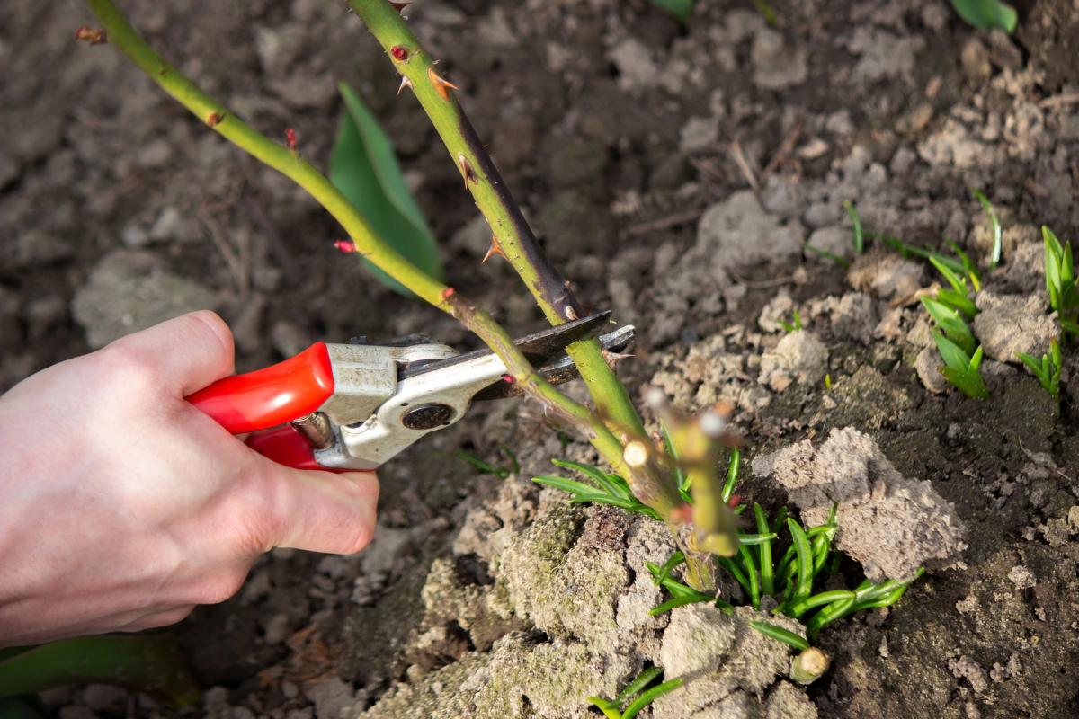 Садівники розповіли, які рослини краще обрізати в грудні / фото ua.depositphotos.com