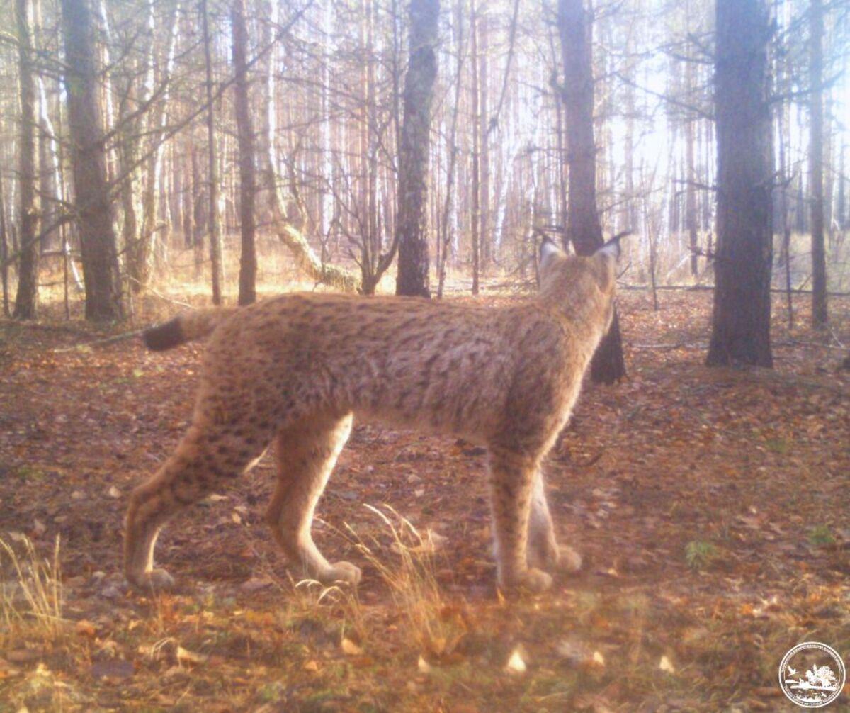 фото Чернобыльский заповедник фото Чернобыльский заповедник