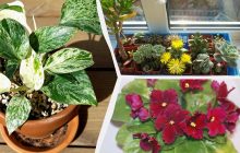 Какие комнатные растения будут хорошо расти на вашей кухне: эксперты назвали топ-10