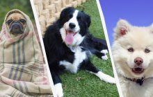 У Forbes Advisor назвали 10 найбільш адекватних порід собак: їхня поведінка бездоганна