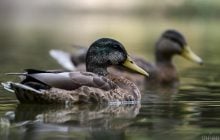 2 вересня температура у Києві впаде одразу на 5 градусів