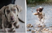 Пожалкуєте, що взяли: 5 порід собак, яких не варто заводити навіть досвідченим людям