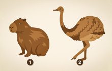 Чи схильні ви обманювати, щоб сподобатися людям: вибір тварини швидко покаже це