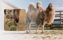 Як верблюди їдять колючі кактуси, не поранившись: ось що вони здогадалися робити