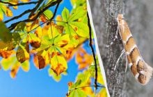 В Україні нашестя небезпечного шкідника: на що полює комаха