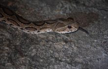 Найсмертоносніші змії Індії стануть ще небезпечнішими: вчені розкрили причину