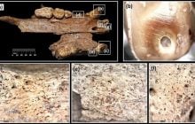 В Сербии нашли доказательство использования медведей для битв с римскими гладиаторами