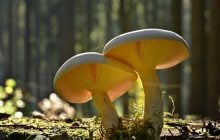 Вихідні в Україні нагадають про літо, але в кількох областях дощі