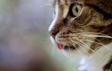 Чи у всіх котів білі вуса: експерти розповіли, від чого залежить колір
