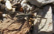 Мощные челюсти и грозная внешность: что известно об одном из самых странных пауков в мире