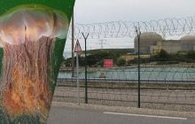 Из-за медуз во Франции второй раз за месяц остановили атомную станцию