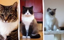 Какие коты лучше всего подходят для начинающих владельцев: эксперты назвали топ-9 пород