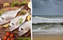 Рыба станет деликатесом для богатых уже к концу века: прогноз ученых
