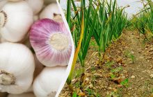 Часник дуже любить ці добрива: чим посипати грядки восени для великих головок