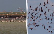 В Україну несподівано повернулися рідкісні птахи, які раніше втекли через війну (фото)