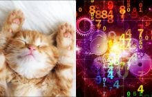 Какая порода кошек вам подходит больше всего: месяц рождения подскажет