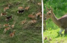 Видовище, яке мало хто бачив: WSJ зняло, як 6 мільйонів антилоп мандрують у дикій природі