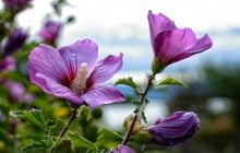 Как правильно обрезать гибискус, чтобы получить пышный куст
