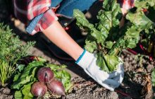 Що не варто вирощувати на городі: садівники назвали 5 проблемних рослин, які легше купити