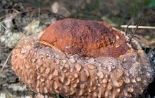 Вблизи Чернобыля растут гигантские грибы: ученые объяснили, в чем их особенность