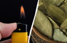 Мудрые люди жгут лавровый лист в сентябре: зачем нужен древний восточный ритуал