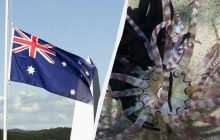 Почему в Австралии купаются в колготках и не ходят босиком по пляжу: причина в одном животном