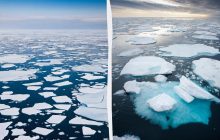 Ученые провели 45 дней в отдаленной Арктике и обнаружили живое "нечто" подо льдом