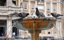 В Риме женщине запретили кормить голубей, ведь соседи жаловались на "голубиный ад"