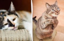 Что происходит с кошкой, если вы с ней не играете: ветеринары раскрыли, опасно ли это