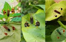 В тропических лесах живет загадочное насекомое, которое машет хищникам лапками: зачем оно это делает