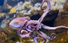 Ученые выяснили, что у осьминогов есть любимые "руки": как это может повлиять на медицину