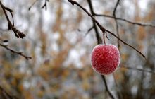 Как подготовить плодовые деревья к зиме: 10 важных советов