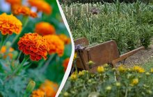 Почему бархатцы нужно сажать именно под зиму: хитрость, которая спасёт ваш огород