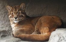 В джунглях впервые за много лет на видео сняли уникального хищника, которого считали пропавшим