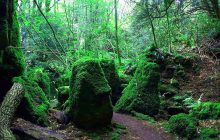 Мистический лес из "Властелина колец" и "Гарри Поттера" можно посетить, не покидая Европу