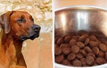 Какой корм лучше для собак – влажный или сухой: ветеринар поделился советом