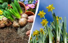 Садоводы призывают посадить нарциссы именно в сентябре: лучшего времени не будет