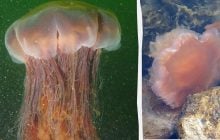 Более 1000 щупалец и размер, как у кита: что известно о самой тяжёлой медузе в мире