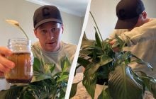 Спатифиллум оживёт за 2 часа благодаря простому кухонному "секрету"