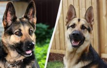 Пять пород собак, похожих на немецкую овчарку: они очень умные и спокойные