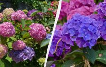 Почему вы обязаны посадить гортензию осенью: мудрые советы опытных садовников
