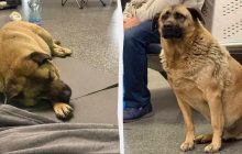 Стало известно, как сложилась судьба пса Миши, которого не пускали в метро в Киеве (видео)