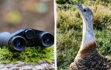 В Украине живет самая тяжелая летающая птица Европы: ветеринар рассказала, где можно увидеть великана