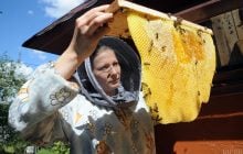 В Україні хочуть створити єдиний реєстр пасік