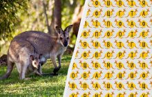 Неможлива головоломка для розумних: потрібно знайти слово "кенгуру" за 10 секунд