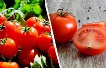 Таких огромных томатов вы еще не выращивали: секрет - в хранении семян