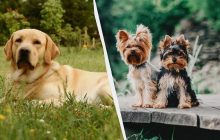 10 найкращих порід собак для недосвідчених господарів: слухняні, добрі та невибагливі