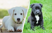 Як за зовнішнім виглядом визначити вік цуценяти і якого розміру воно виросте: 3 ознаки