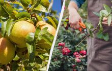 Ці 10 рослин обов'язково обрізають восени: навесні зацвітуть утричі пишніше