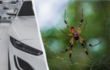 Як позбутися павуків в автомобілі: експерти порадили покласти один дієвий продукт